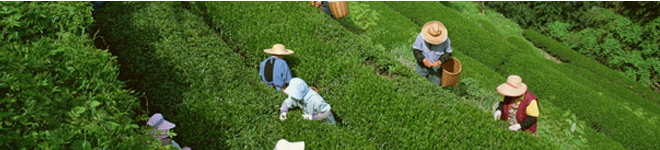 お茶の原産地